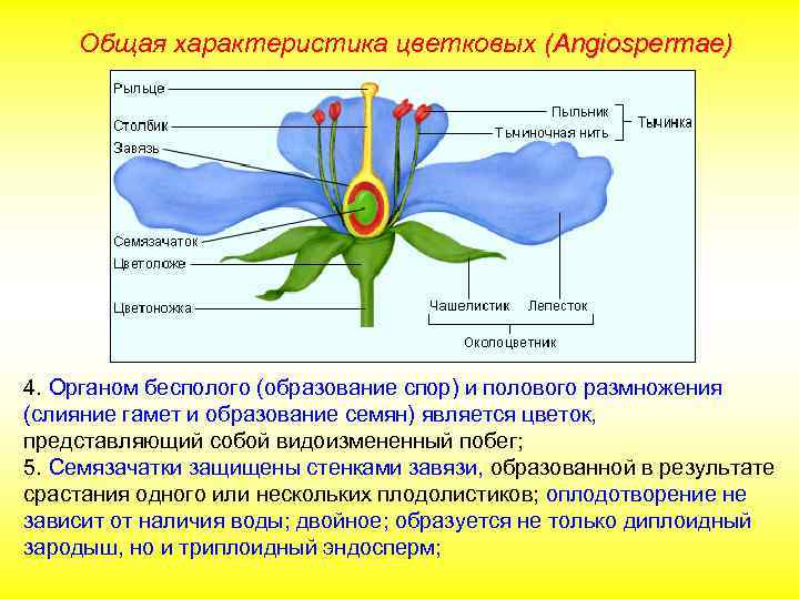 Общая характеристика цветковых (Angiospermae) 4. Органом бесполого (образование спор) и полового размножения (слияние гамет