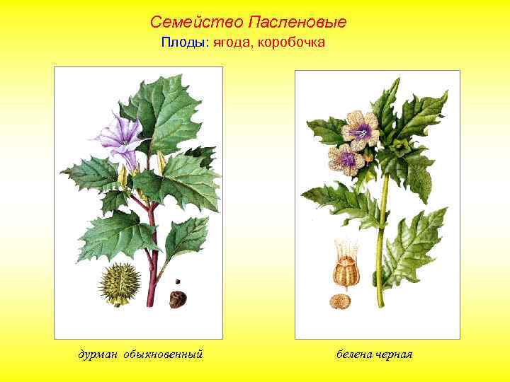 Семейство Пасленовые Плоды: ягода, коробочка дурман обыкновенный белена черная 