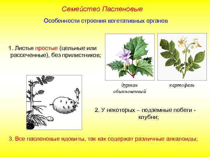 Семейство Пасленовые Особенности строения вегетативных органов 1. Листья простые (цельные или рассеченные), без прилистников;