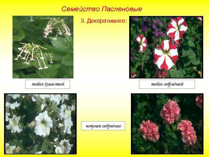 Семейство Пасленовые 3. Декоративное: табак душистый табак гибридный петунии гибридные 