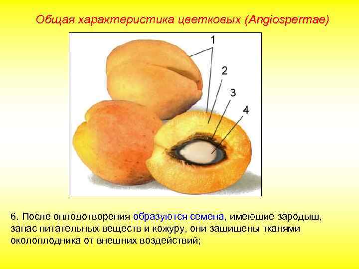 Общая характеристика цветковых (Angiospermae) 6. После оплодотворения образуются семена, имеющие зародыш, запас питательных веществ