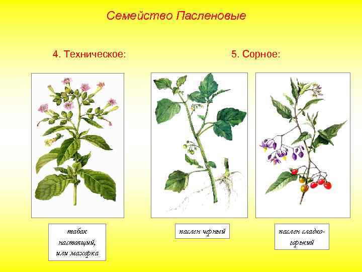 Семейство пасленовых представители с картинками