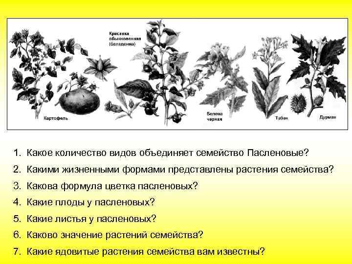 1. Какое количество видов объединяет семейство Пасленовые? 2. Какими жизненными формами представлены растения семейства?