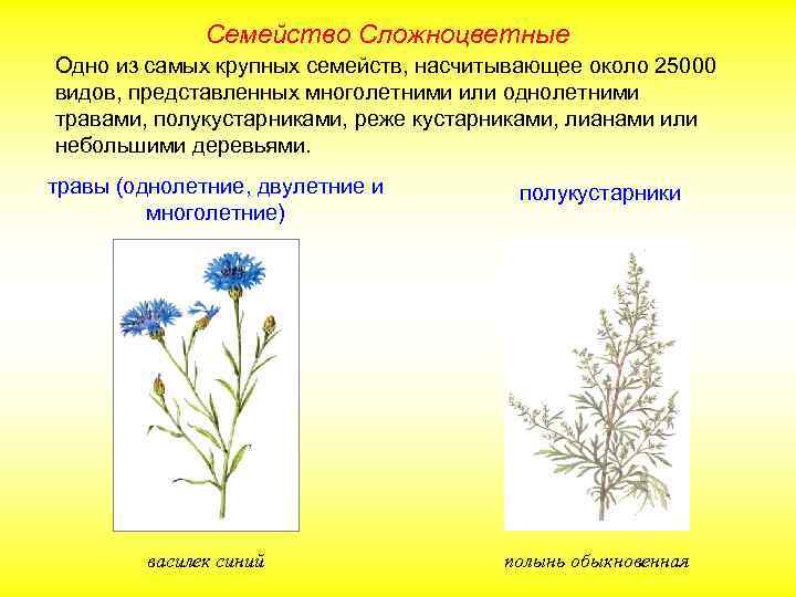 Семейство Сложноцветные Одно из самых крупных семейств, насчитывающее около 25000 видов, представленных многолетними или