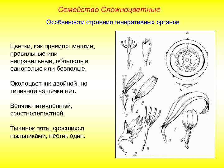 Семейство Сложноцветные Особенности строения генеративных органов Цветки, как правило, мелкие, правильные или неправильные, обоеполые,