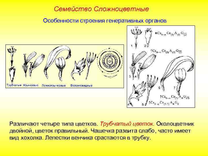 Семейство Сложноцветные Особенности строения генеративных органов Различают четыре типа цветков. Трубчатый цветок. Околоцветник двойной,