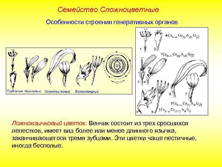 Семейство Сложноцветные Особенности строения генеративных органов Ложноязычковый цветок. Венчик состоит из трех сросшихся лепестков,