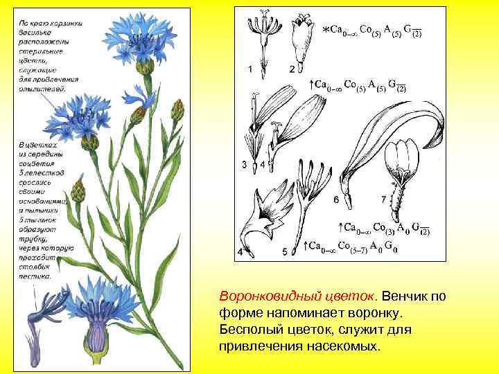Воронковидный цветок. Венчик по форме напоминает воронку. Бесполый цветок, служит для привлечения насекомых. 
