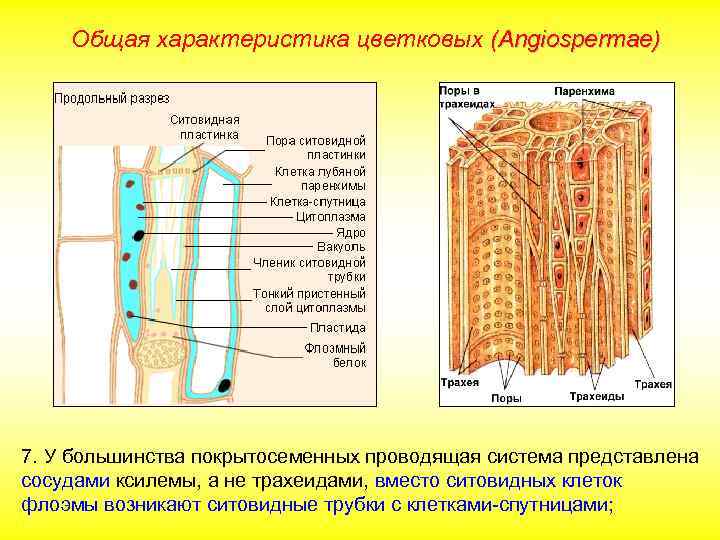 Общая характеристика цветковых (Angiospermae) 7. У большинства покрытосеменных проводящая система представлена сосудами ксилемы, а