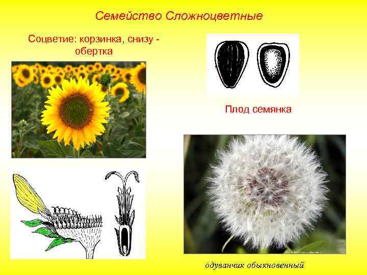 Семейство Сложноцветные Соцветие: корзинка, снизу обертка Плод семянка подсолнечник одуванчик обыкновенный 