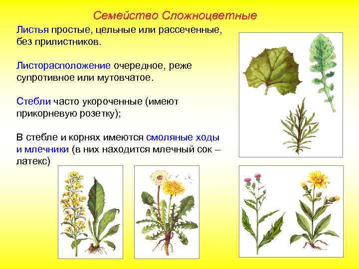 Семейство Сложноцветные Листья простые, цельные или рассеченные, без прилистников. Листорасположение очередное, реже супротивное или