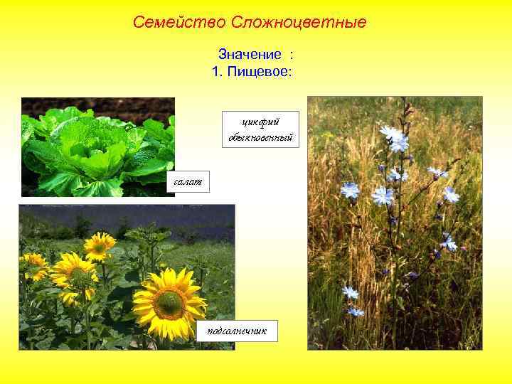 Семейство Сложноцветные Значение : 1. Пищевое: цикорий обыкновенный салат подсолнечник 
