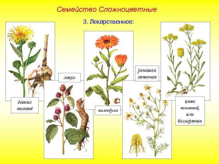 Семейство Сложноцветные 3. Лекарственное: ромашка аптечная лопух девясил высокий календула цмин песчаный, или бессмертник