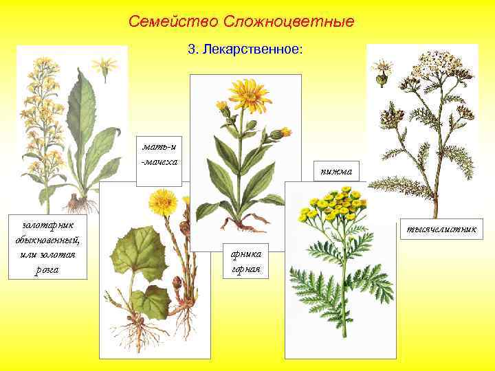 Семейство Сложноцветные 3. Лекарственное: мать-и -мачеха золотарник обыкновенный, или золотая розга пижма тысячелистник арника
