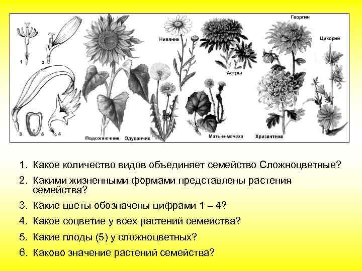 1. Какое количество видов объединяет семейство Сложноцветные? 2. Какими жизненными формами представлены растения семейства?