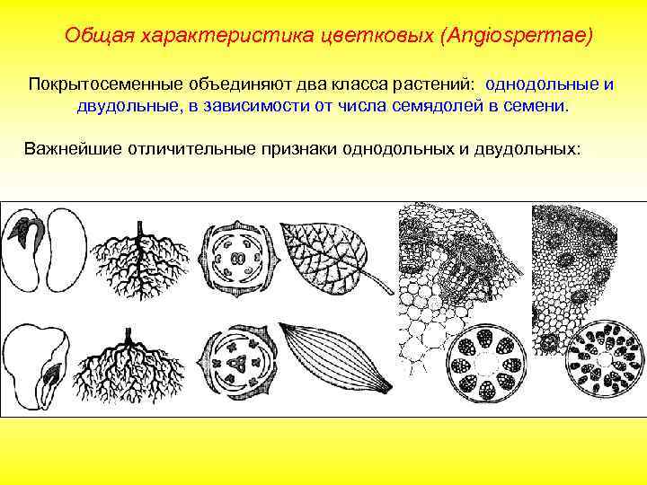 Общая характеристика цветковых (Angiospermae) Покрытосеменные объединяют два класса растений: однодольные и двудольные, в зависимости