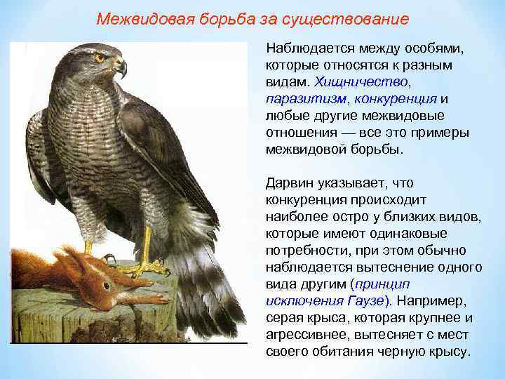 Борьба за существование наиболее остро происходит между. Межвидовая борьба примеры. Межвидовая борьба за существование. Примеры межвидовой борьбы за существование. Межвидовая борьба примеры животных.