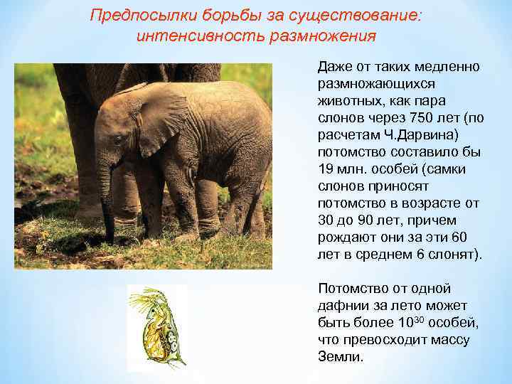Предпосылки борьбы за существование: интенсивность размножения Даже от таких медленно размножающихся животных, как пара