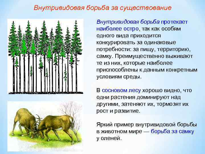 Конкуренция в лесу. Борьба за существование. Внутривидовая борьба. Внутривидовая борьба за существование. Внутривидовая борьба растений.