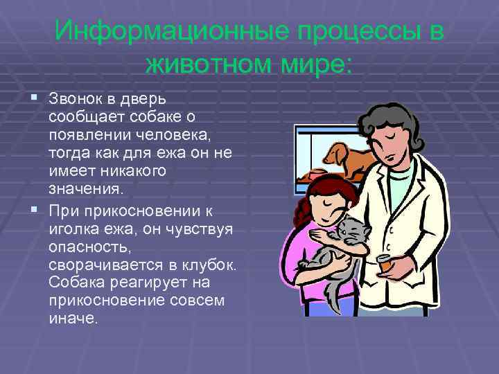 Информационные процессы в животном мире: § Звонок в дверь сообщает собаке о появлении человека,