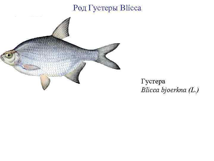 Род Густеры Blicca Густера Blicca bjoerkna (L. ) 