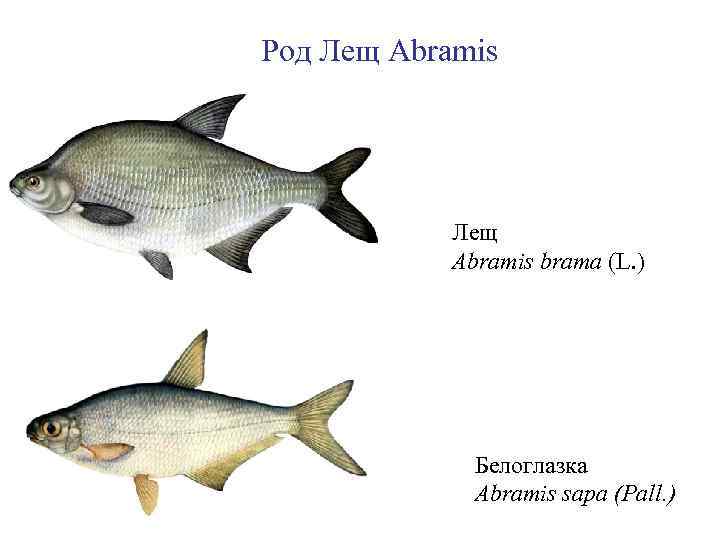 Род Лещ Abramis brama (L. ) Белоглазка Abramis sapa (Pall. ) 