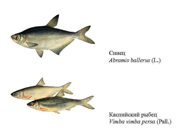 Синец Abramis ballerus (L. ) Каспийский рыбец Vimba vimba persa (Pall. ) 