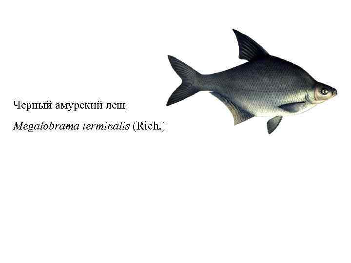 Черный амурский лещ Megalobrama terminalis (Rich. ) 