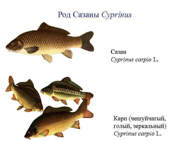 Род Сазаны Cyprinus Сазан Cyprinus carpio L. Карп (чешуйчатый, голый, зеркальный) Cyprinus carpio L.