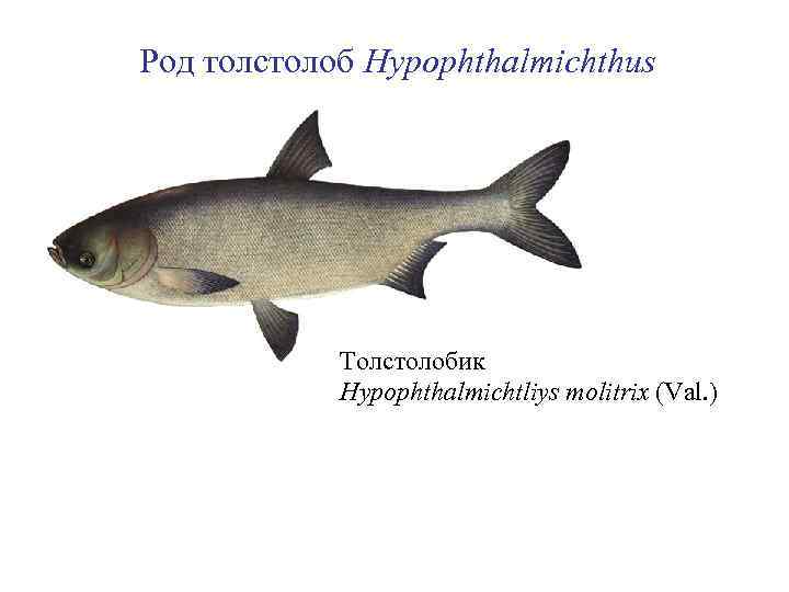 Род толстолоб Hypophthalmichthus Толстолобик Hypophthalmichtliys molitrix (Val. ) 