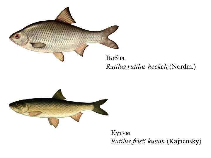 Вобла Rutilus rutilus heckeli (Nordm. ) Кутум Rutilus frisii kutum (Kajnensky) 