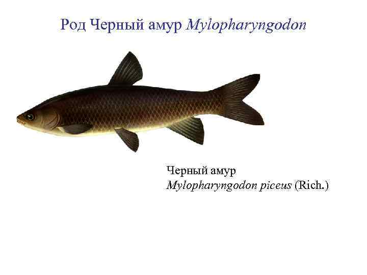 Род Черный амур Mylopharyngodon piceus (Rich. ) 