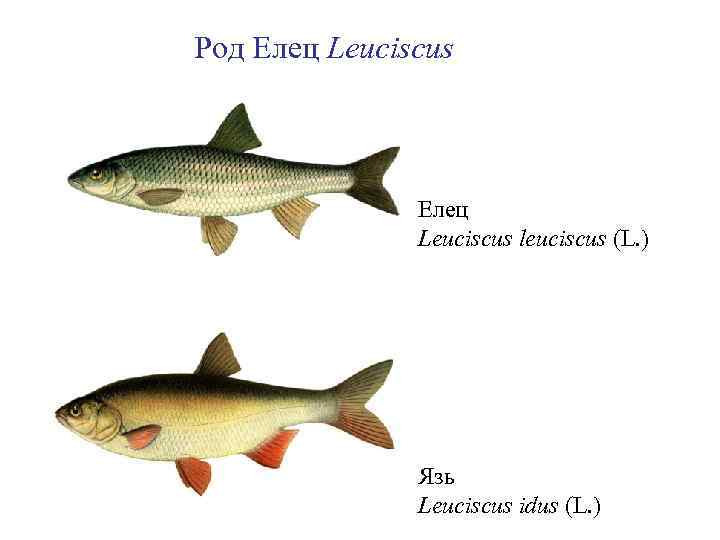 Род Елец Leuciscus leuciscus (L. ) Язь Leuciscus idus (L. ) 