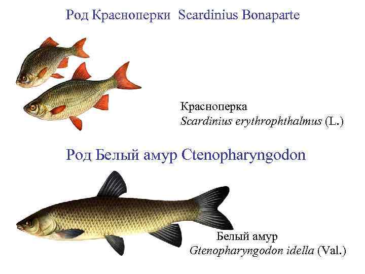 Род Красноперки Scardinius Bonaparte Красноперка Scardinius erythrophthalmus (L. ) Род Белый амур Ctenopharyngodon Белый