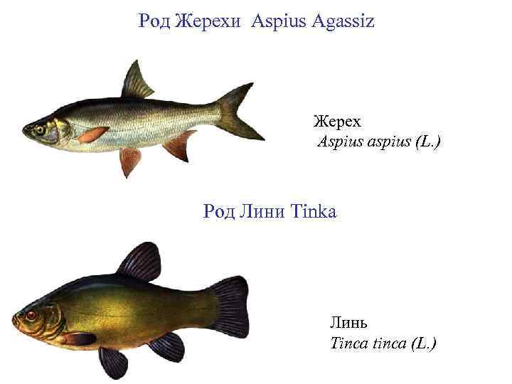 Род Жерехи Aspius Agassiz Жерех Aspius aspius (L. ) Род Лини Tinka Линь Tinca