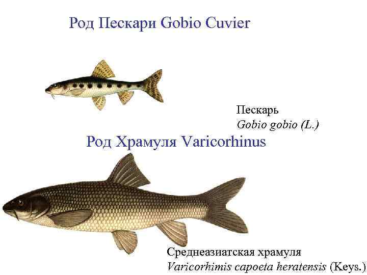 Род Пескари Gobio Cuvier Пескарь Gobio gobio (L. ) Род Храмуля Varicorhinus Cреднеазиатская храмуля