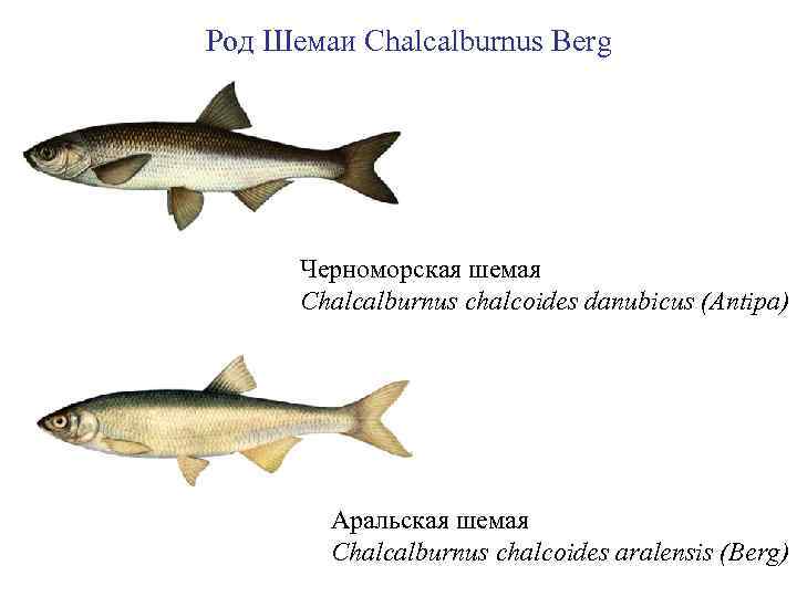 Род Шемаи Chalcalburnus Berg Черноморская шемая Chalcalburnus chalcoides danubicus (Antipa) Аральская шемая Chalcalburnus chalcoides