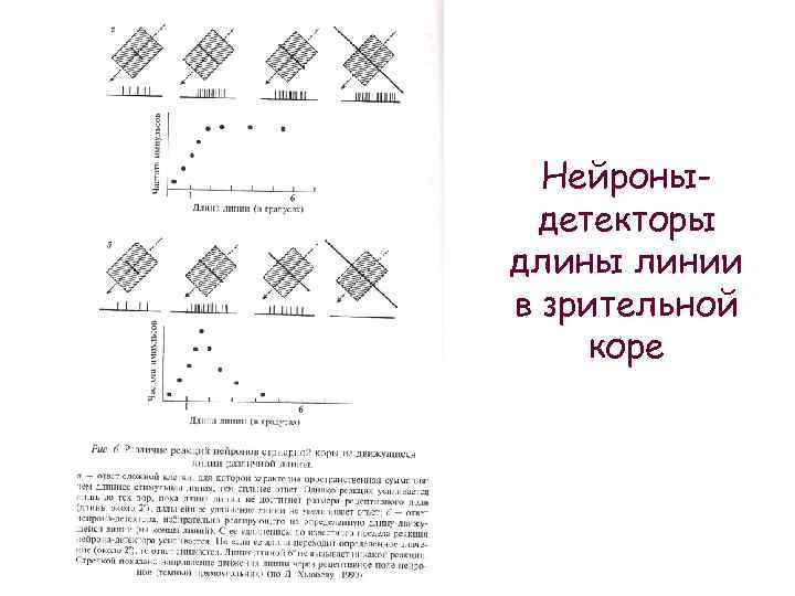 Нейроныдетекторы длины линии в зрительной коре 