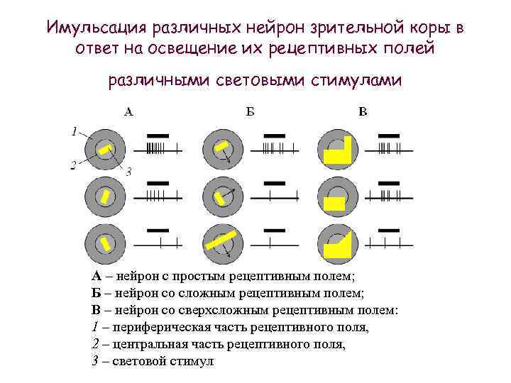 Имульсация различных нейрон зрительной коры в ответ на освещение их рецептивных полей различными световыми