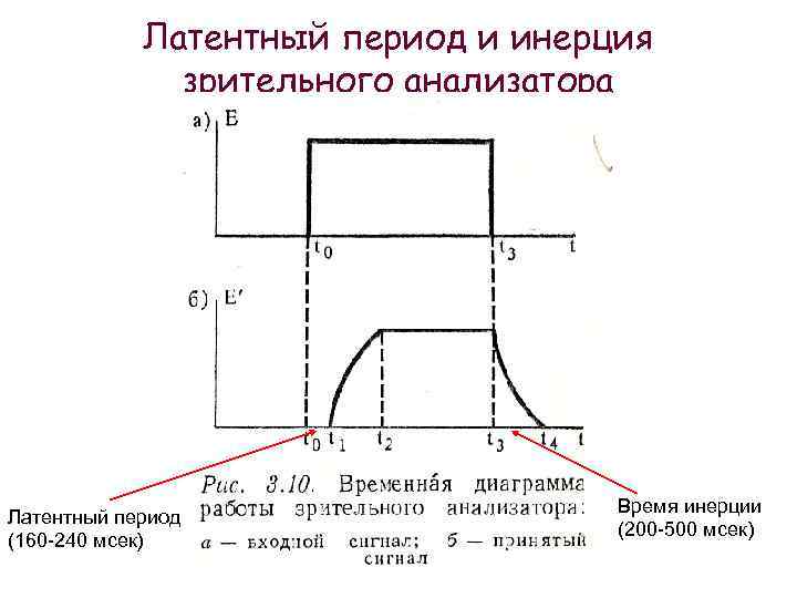 Латентный период и инерция зрительного анализатора Латентный период (160 -240 мсек) Время инерции (200