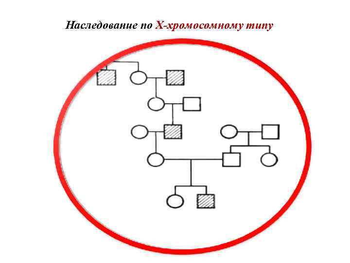 Наследование по Х-хромосомному типу 