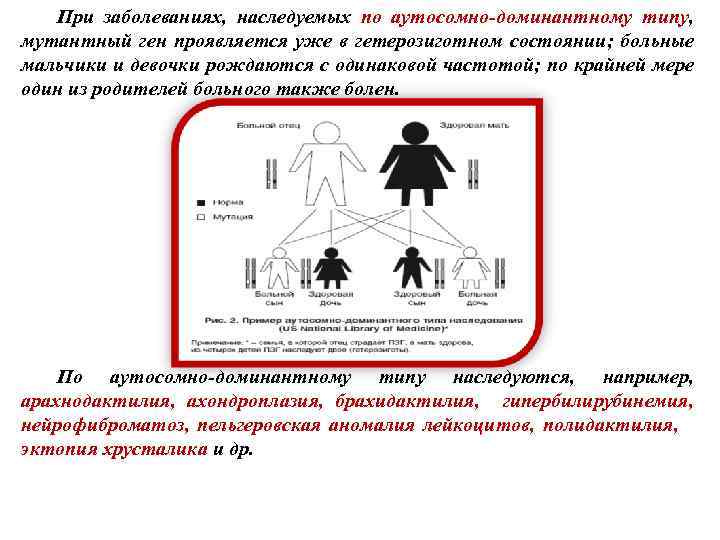 При заболеваниях, наследуемых по аутосомно-доминантному типу, мутантный ген проявляется уже в гетерозиготном состоянии; больные