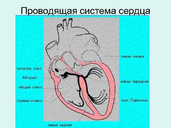 Проводящая система сердца 