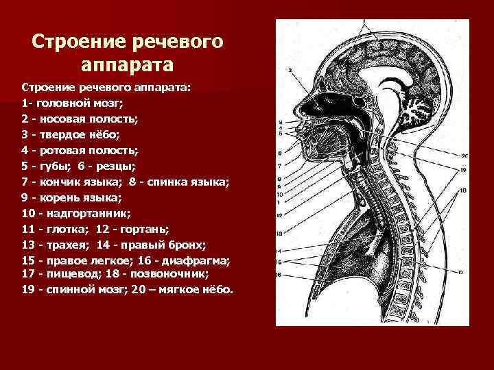 Речевой аппарат презентация