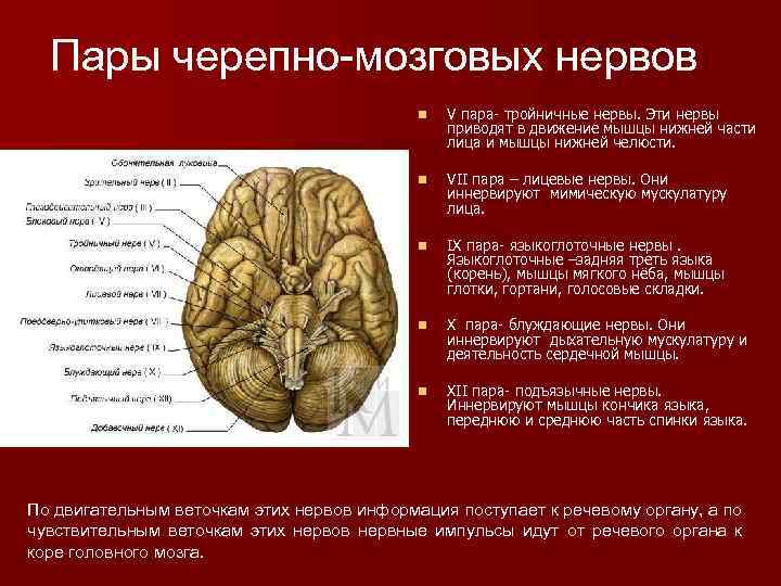 7 Пара черепно-мозговых нервов. Черепно мозговые нервы презентация. Периферические Черепные нервы.