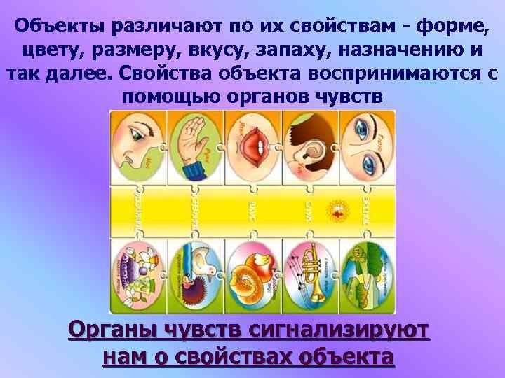 Объекты различают по их свойствам - форме, цвету, размеру, вкусу, запаху, назначению и так