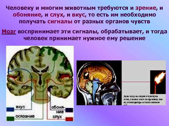 Человеку и многим животным требуются и зрение, и обоняние, и слух, и вкус, то