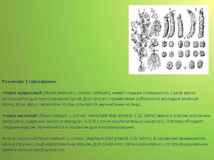 Различают 3 сортогруппы: • горох лущильный (Pisum sativum L. convar. sativum), имеет гладкую поверхность.