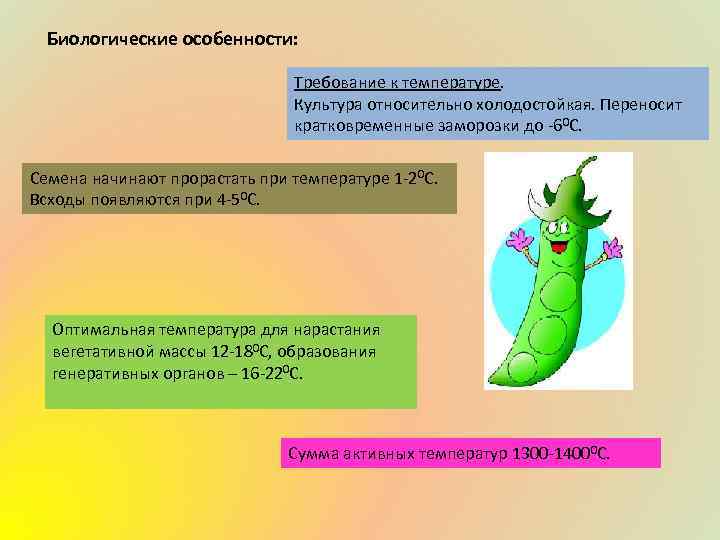Биологические особенности: Требование к температуре. Культура относительно холодостойкая. Переносит кратковременные заморозки до -60 С.
