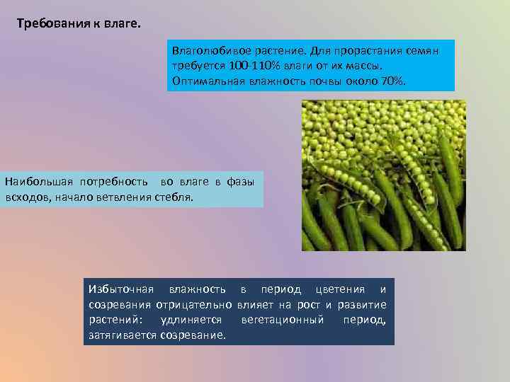 Требования к влаге. Влаголюбивое растение. Для прорастания семян требуется 100 -110% влаги от их